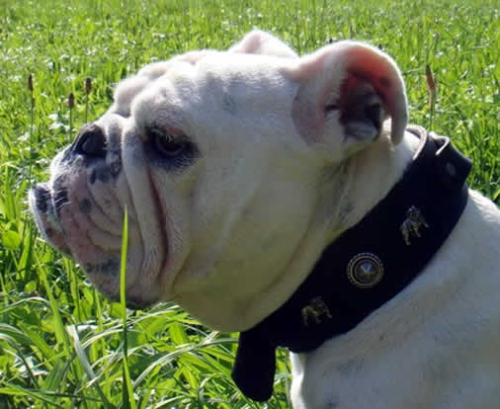 Halsband Englische Bulldogge XXXL 5,3 cm