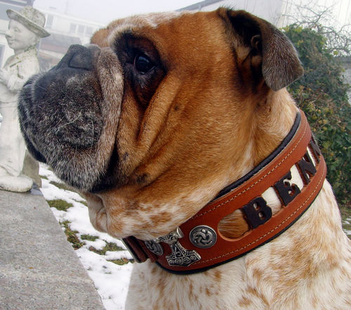 Hunde Halsband Wunschnamen 3D